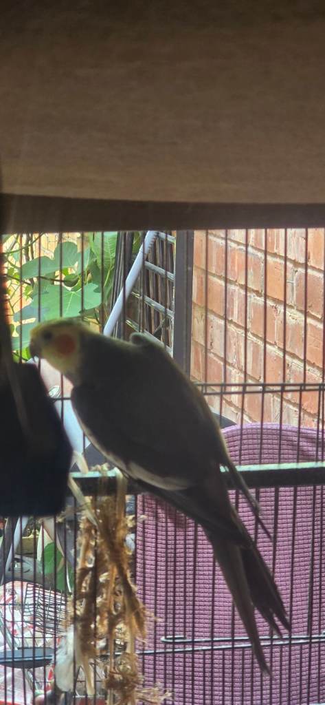 Cockatiel birds for sale 