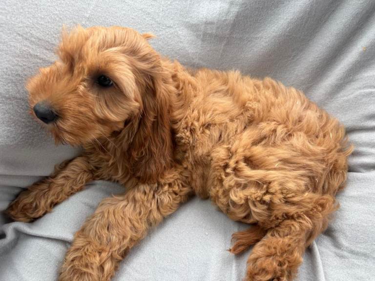 Cavapoo puppy 