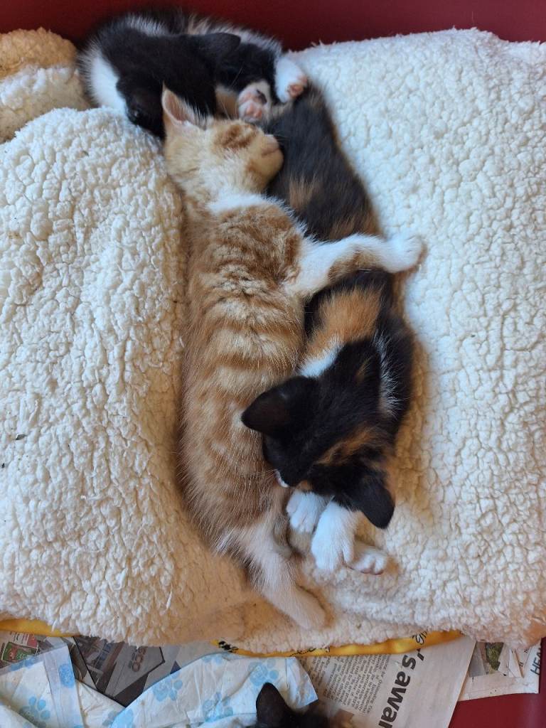 KITTENS FOR SALE 