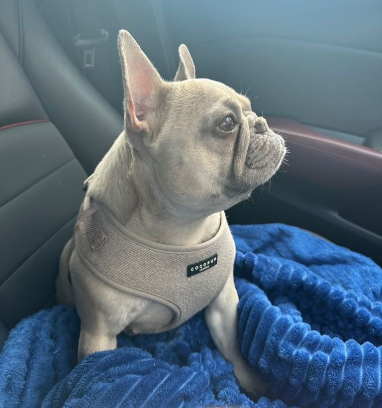 2 French bulldogs for rehome 