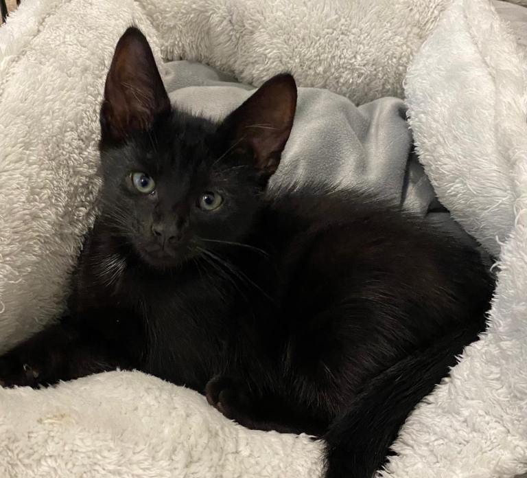 10 week old kittens-  only 3 left 