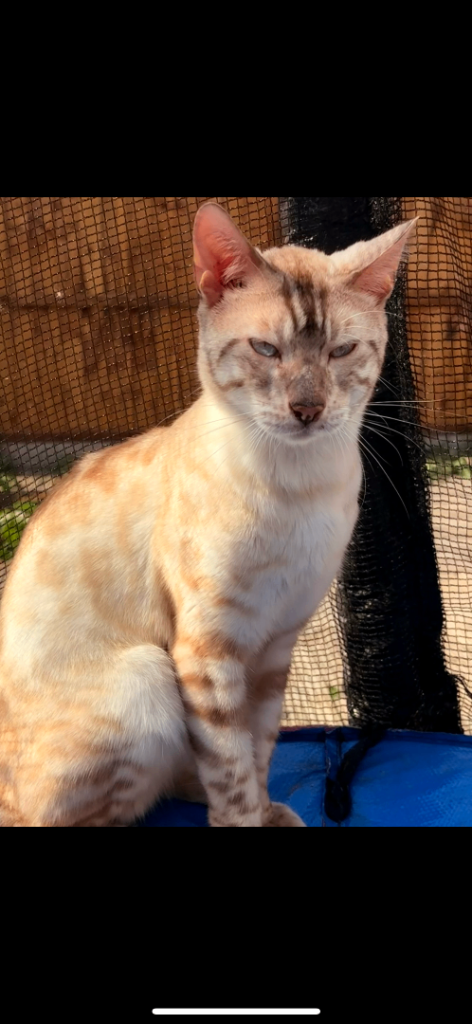 Bengal cats & kittens for sale