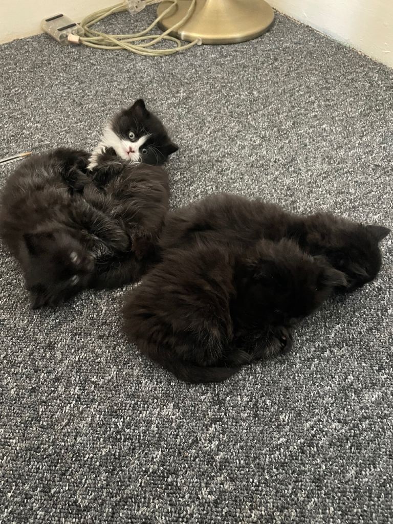 4 female kittens black - black and white 