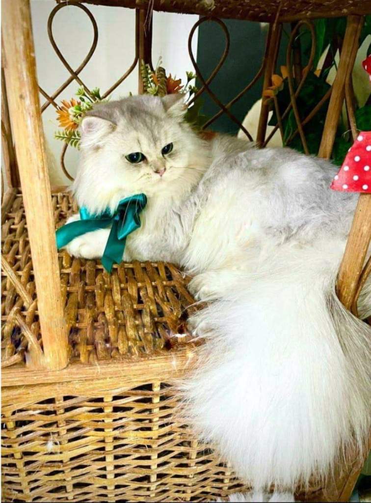 British Longhair ns 11  registered female