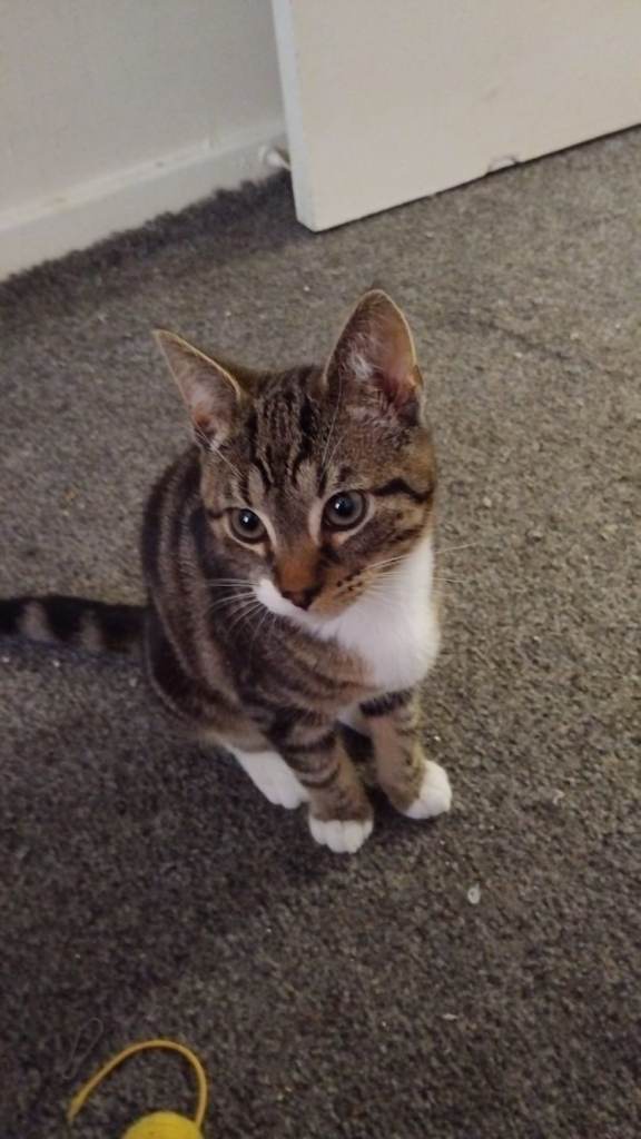 Kittens & mum for sale 