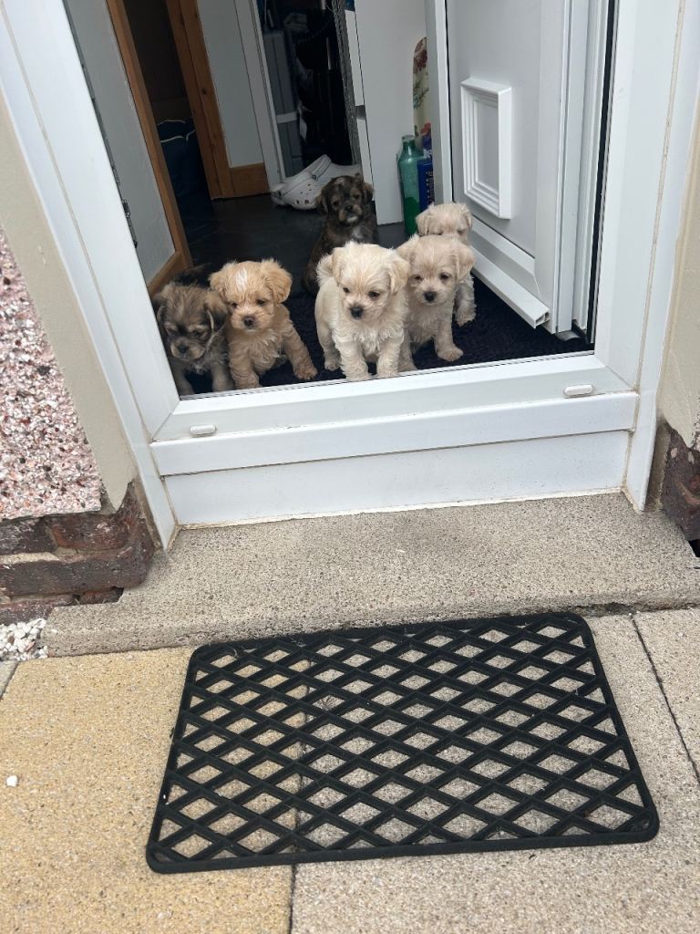 Pugapoo Puppies (Pug x Toy Poodle)