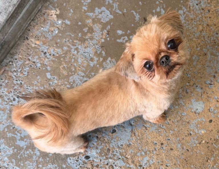 KC tiny adult female