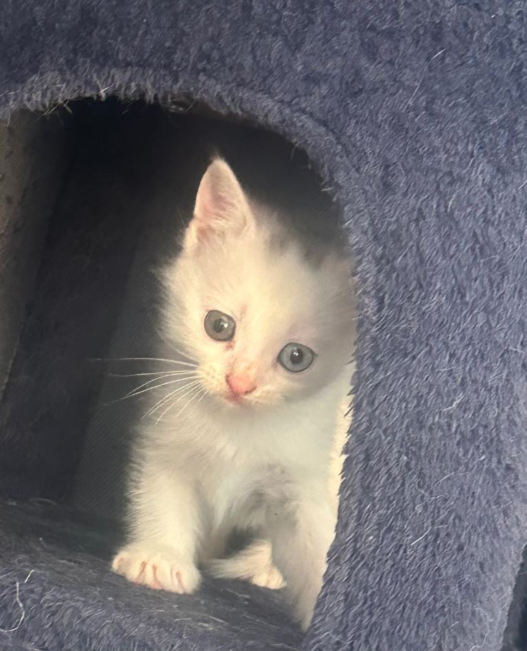 Mixed British short haired kittens