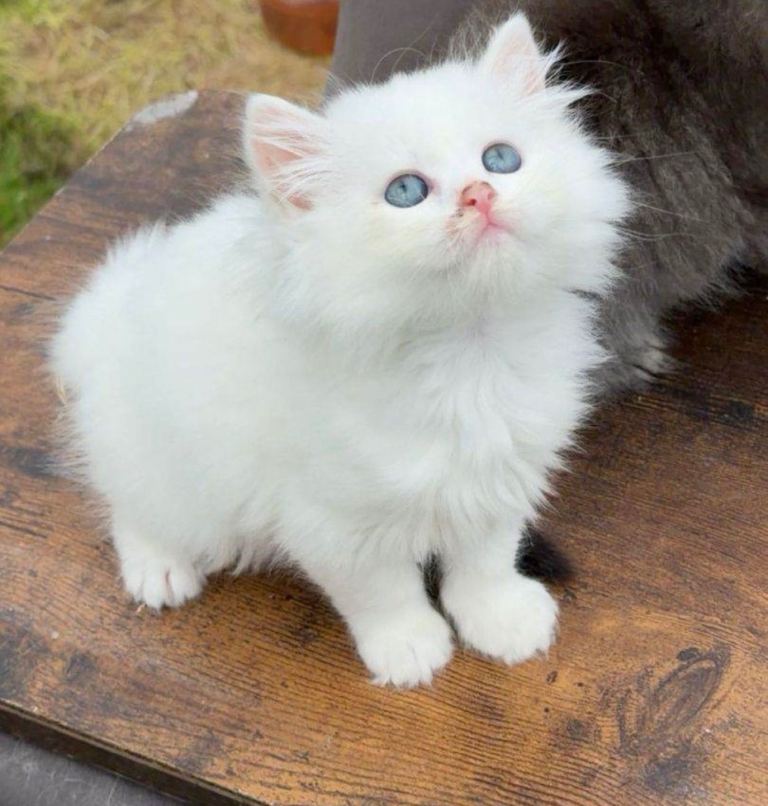 Domestic longhair