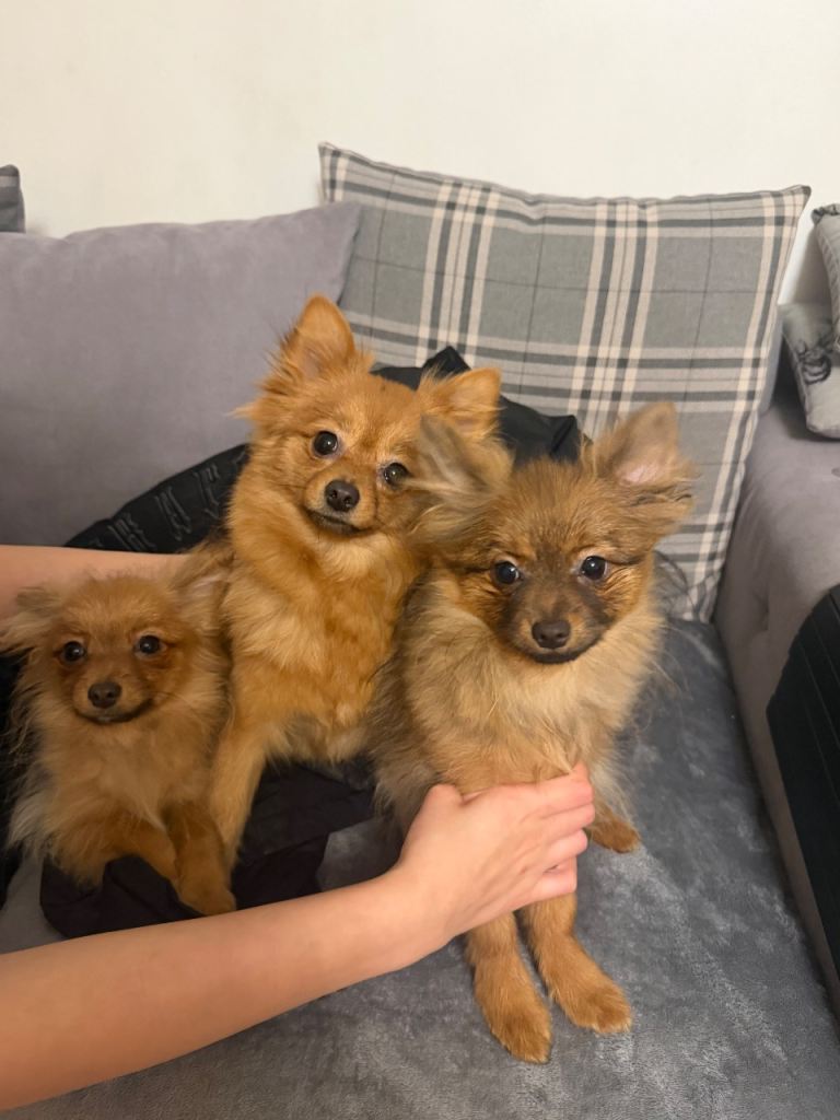 2 BEAUTIFUL POMERANIAN PUPS AND ONE MOTHER‼️