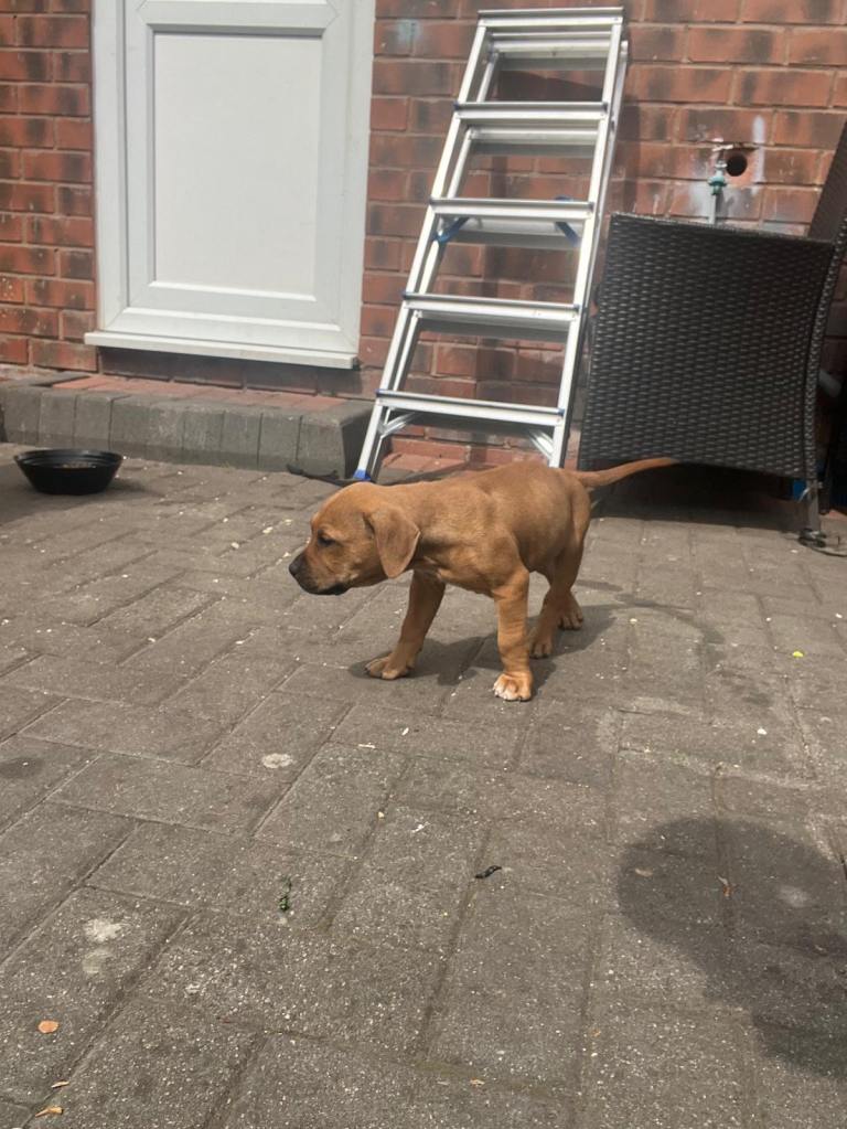 Beautiful staff pup male 