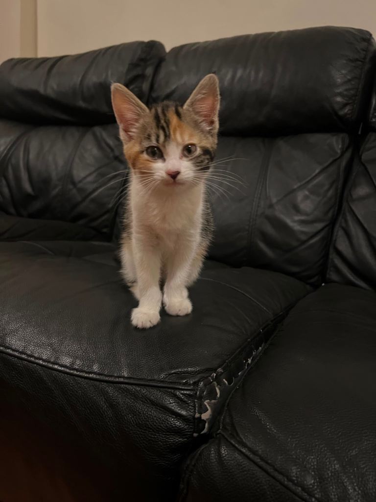 Kitten for sale -£70-