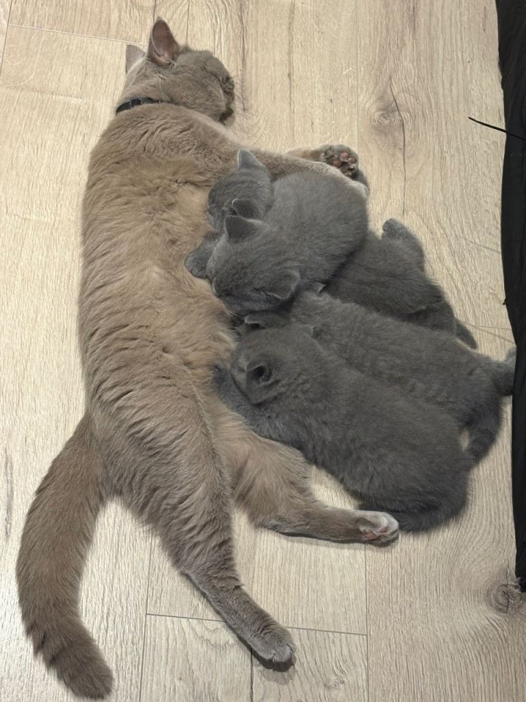 British short haired kitties 