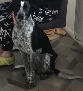 1 year old Weimaraner cross Bracco Italiano bitch 