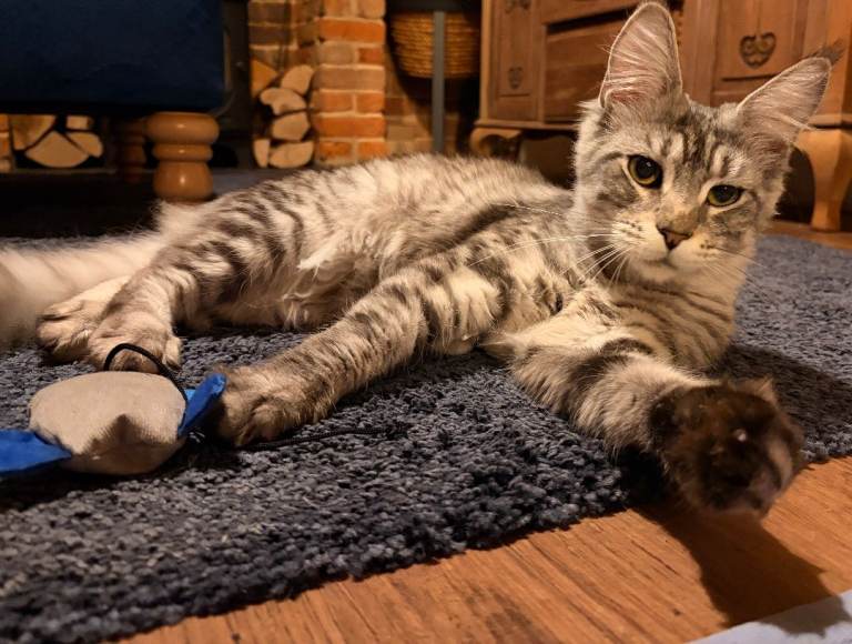 Maine Coon X Silver Tabby F