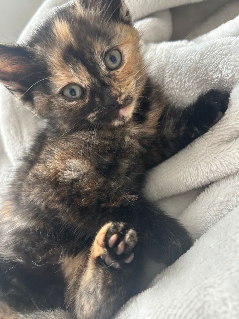 Girl Kittens Looking For Forever Home 
