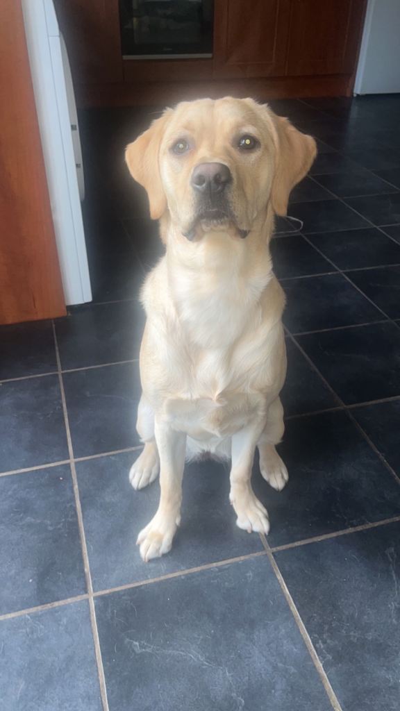 rehoming female labadour 