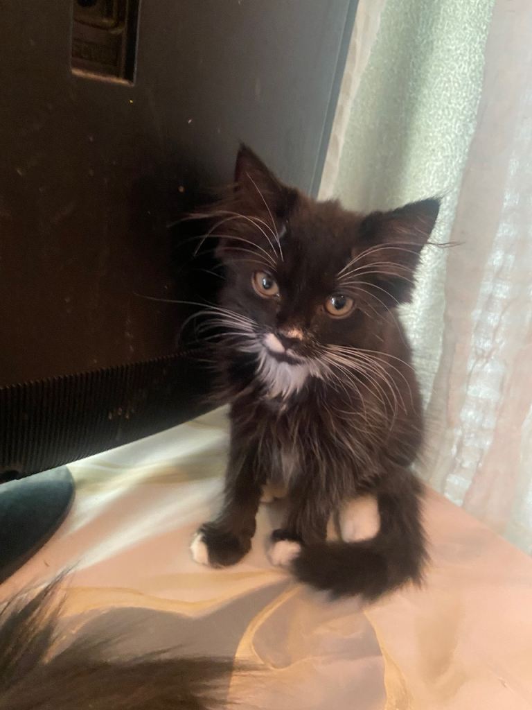 Two black and white kittens 