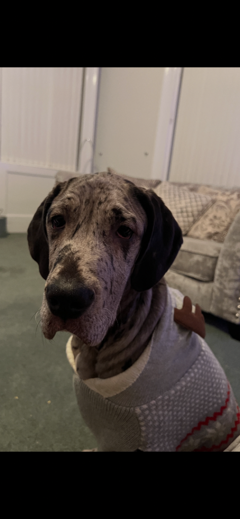 Kc reg Great Dane female 