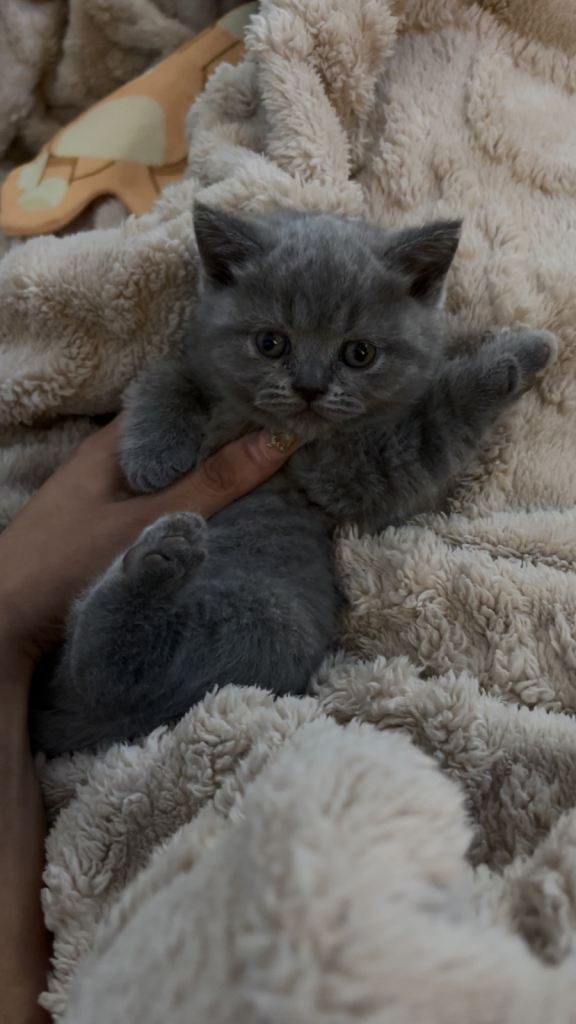 British shorthair kittens 🐱 