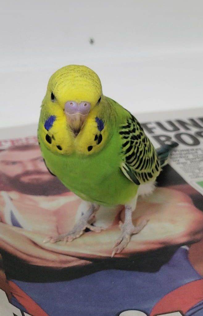 Budgies for sale 