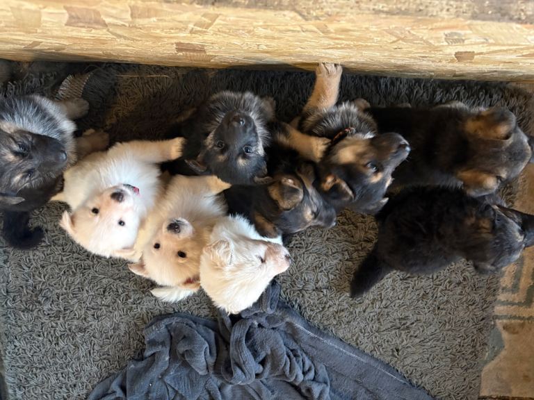 8 week old German shepherd puppies 