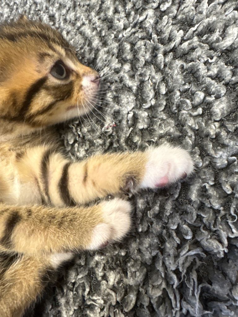 Female & Male Kittens Ready TO go NOW! £80 ONO