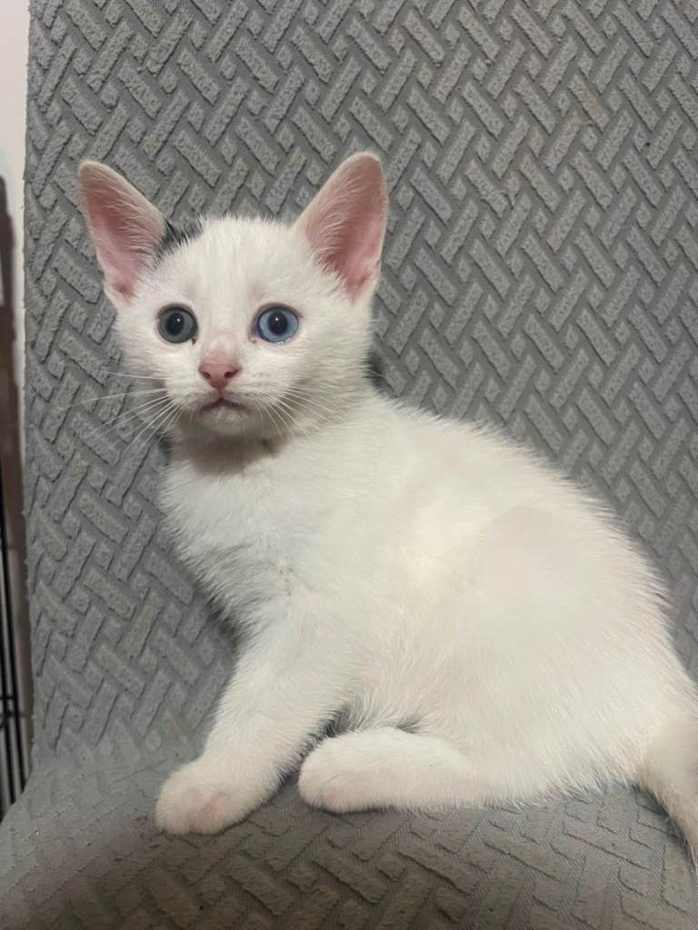 Kittens for sale ready now