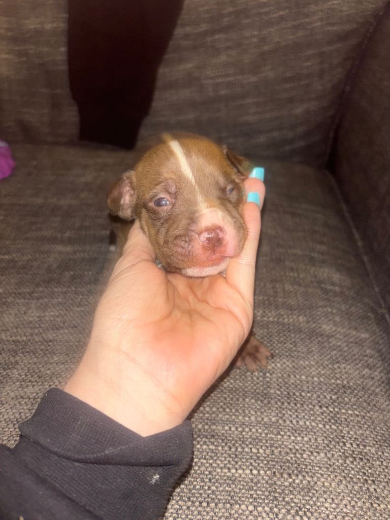 American bully cross puppies 