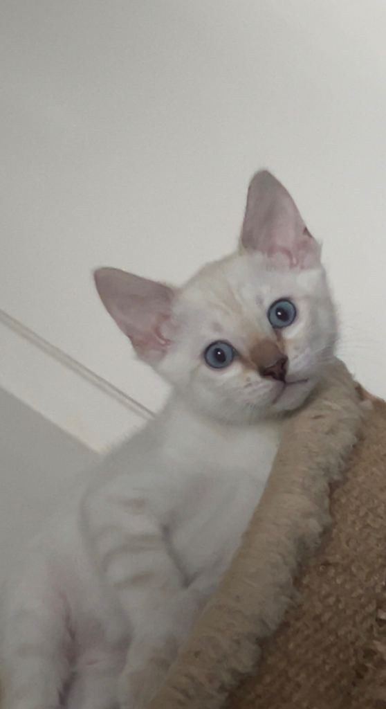 🐾 Full Bengal Kittens – Beautiful Snow Lynx Bengals Ready Now for Loving Forever Homes 🐾