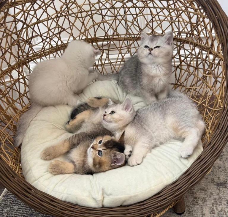 British short hair kittens