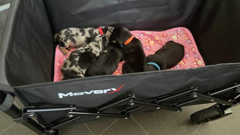 Pedigree dachshunds