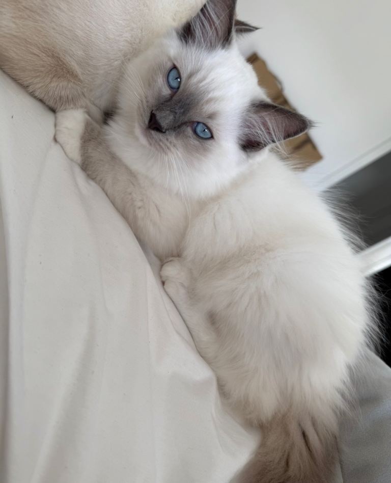 Ragdoll and Siamese Mix Kittens
