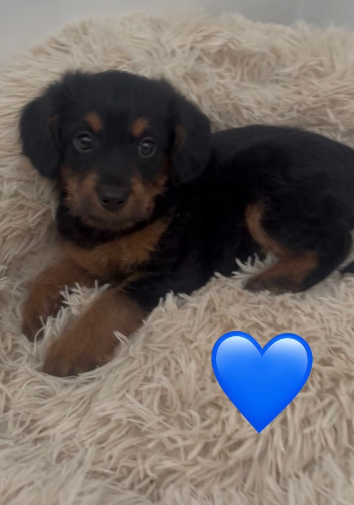 Jackapoo puppies 