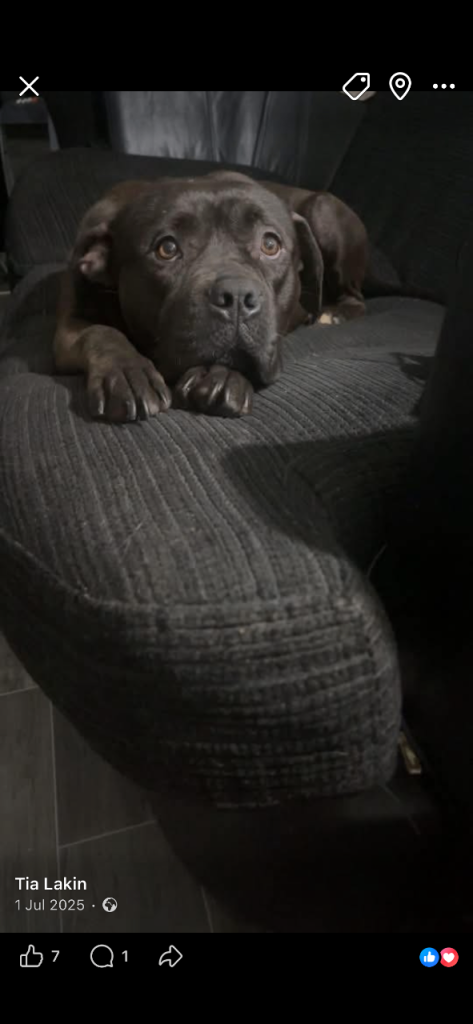 Cane corso x Rottweiler / micro bully 
