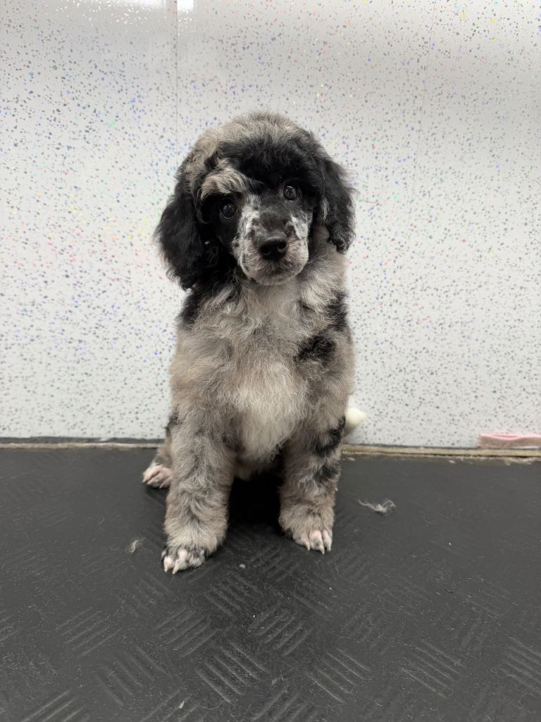 2 gorgeous miniature poodles 