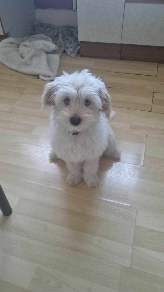 Maltese Bichon 