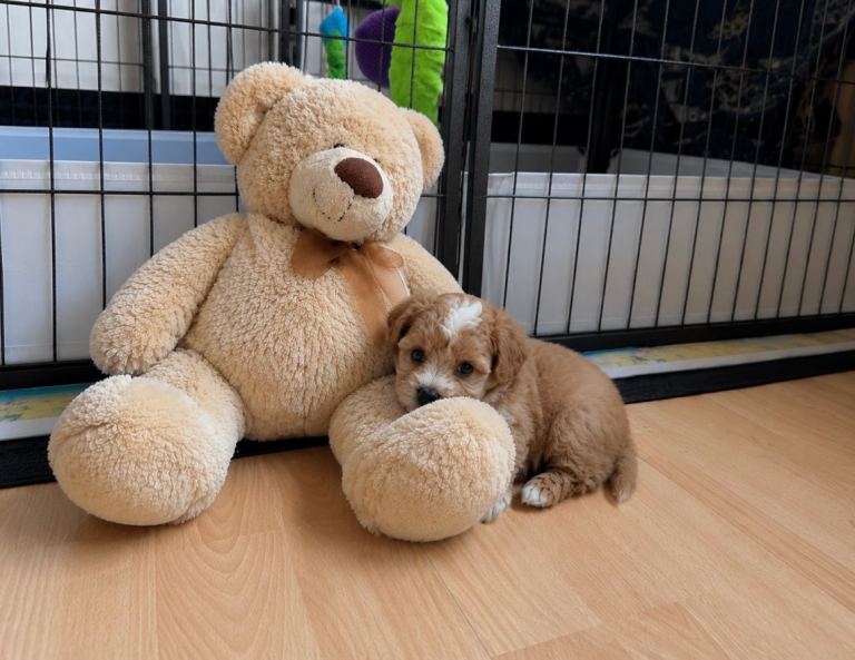 RARE - Tiny F1B Asian Maltipoo Puppies ( 2 boys left Stormi & Lion)