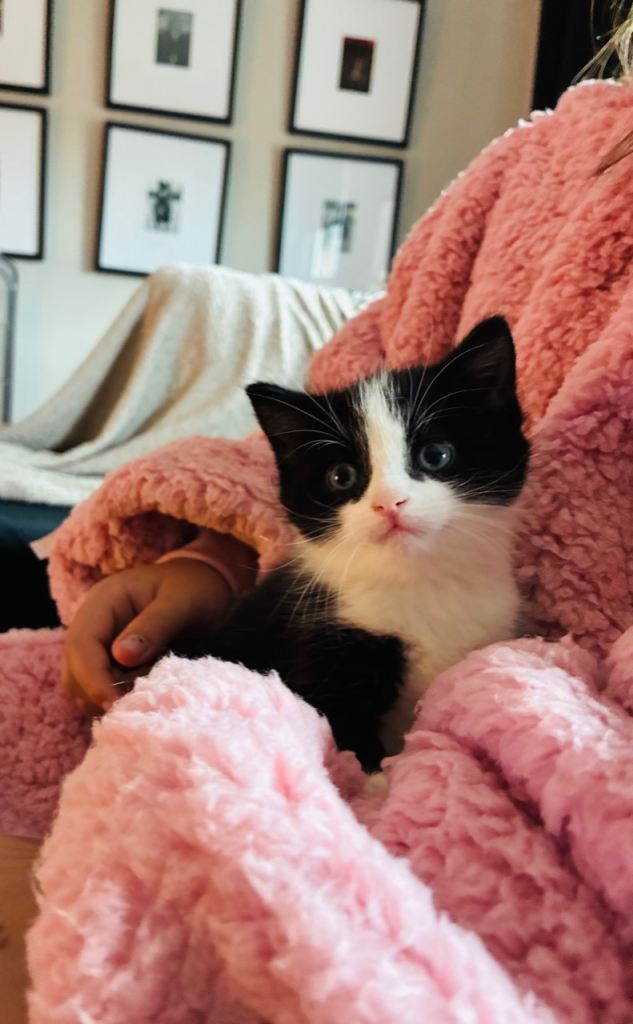 1 left Beautiful 8 week old kittens 