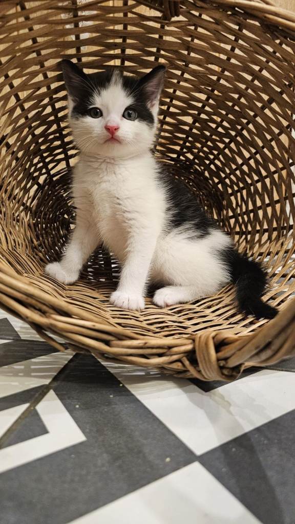 Magical Little Felines Seeking Their Forever Homes!