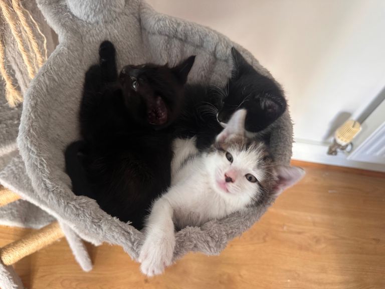 Cat for adoption