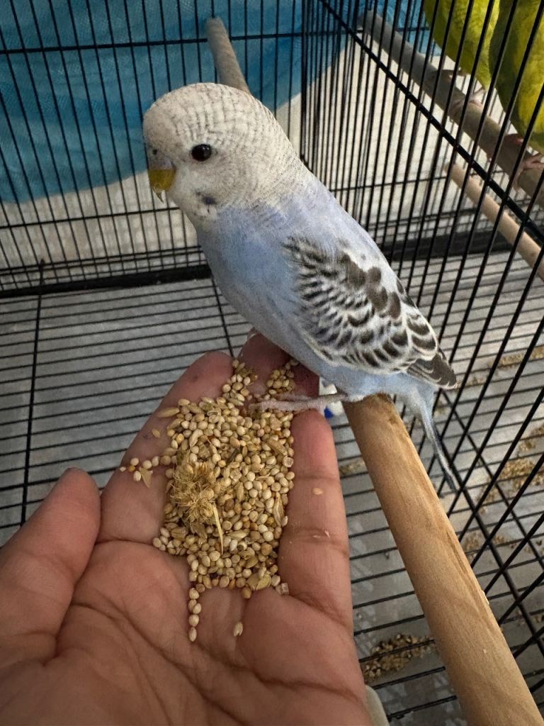 Young budgie
