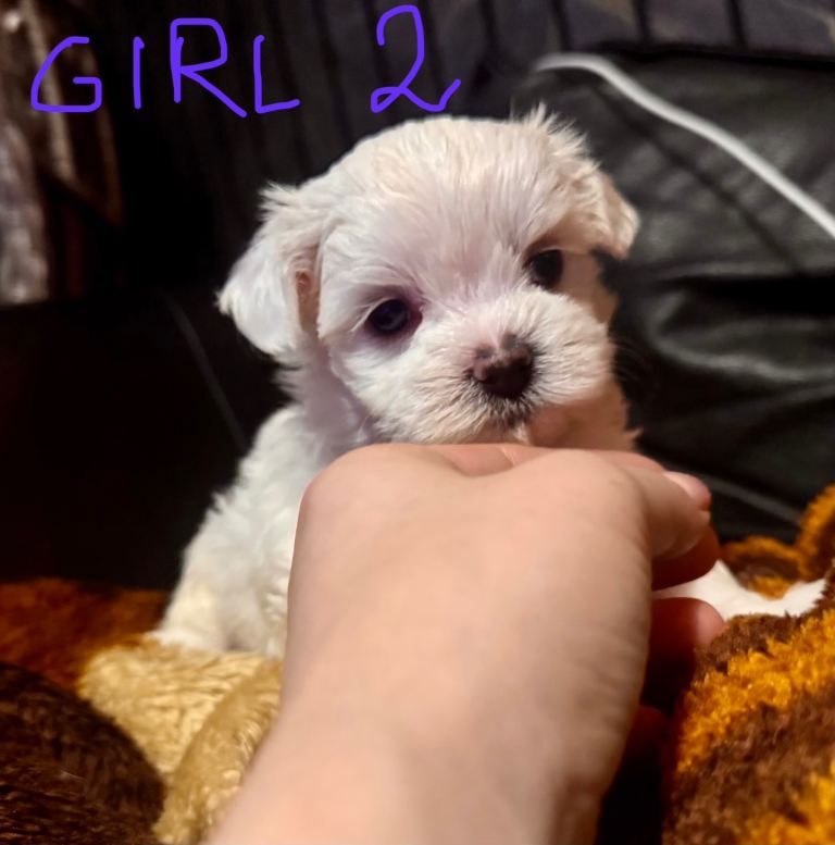 ADORABLE PUREBRED MALTESE PUPPIES