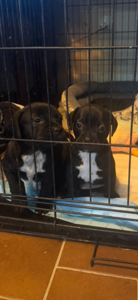 French bulldog x Setter/labrador retriever / segutio Italiano puppies 