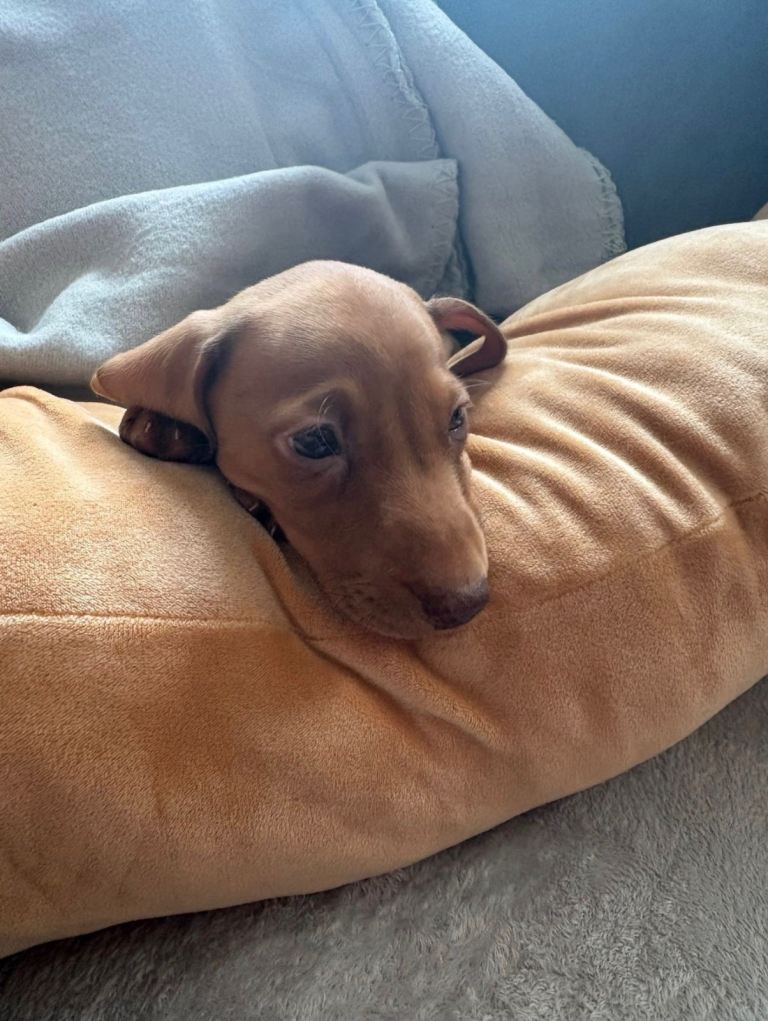 Dachshund pup 