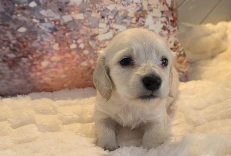 Stunning kc registered mini cream longhaired dachshund 