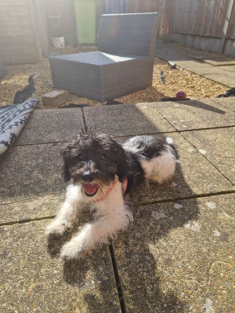 Beautiful 4 month old Schnoodle