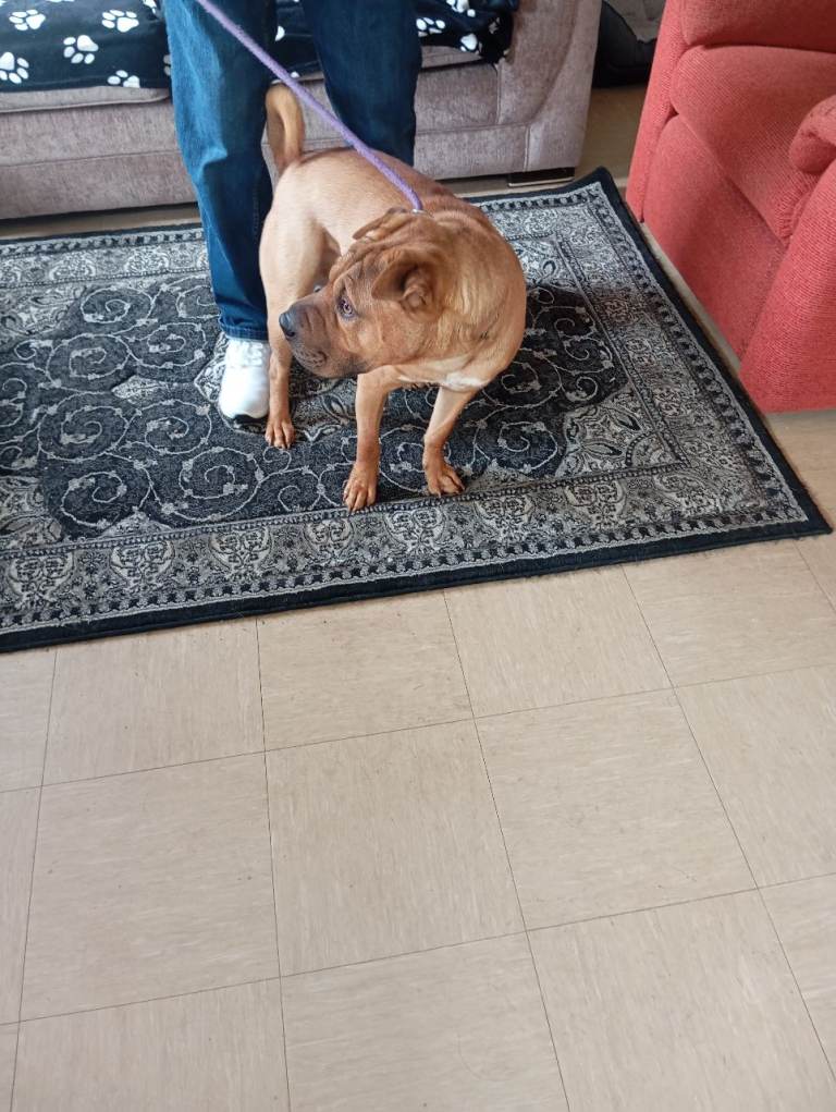 Shar pei 