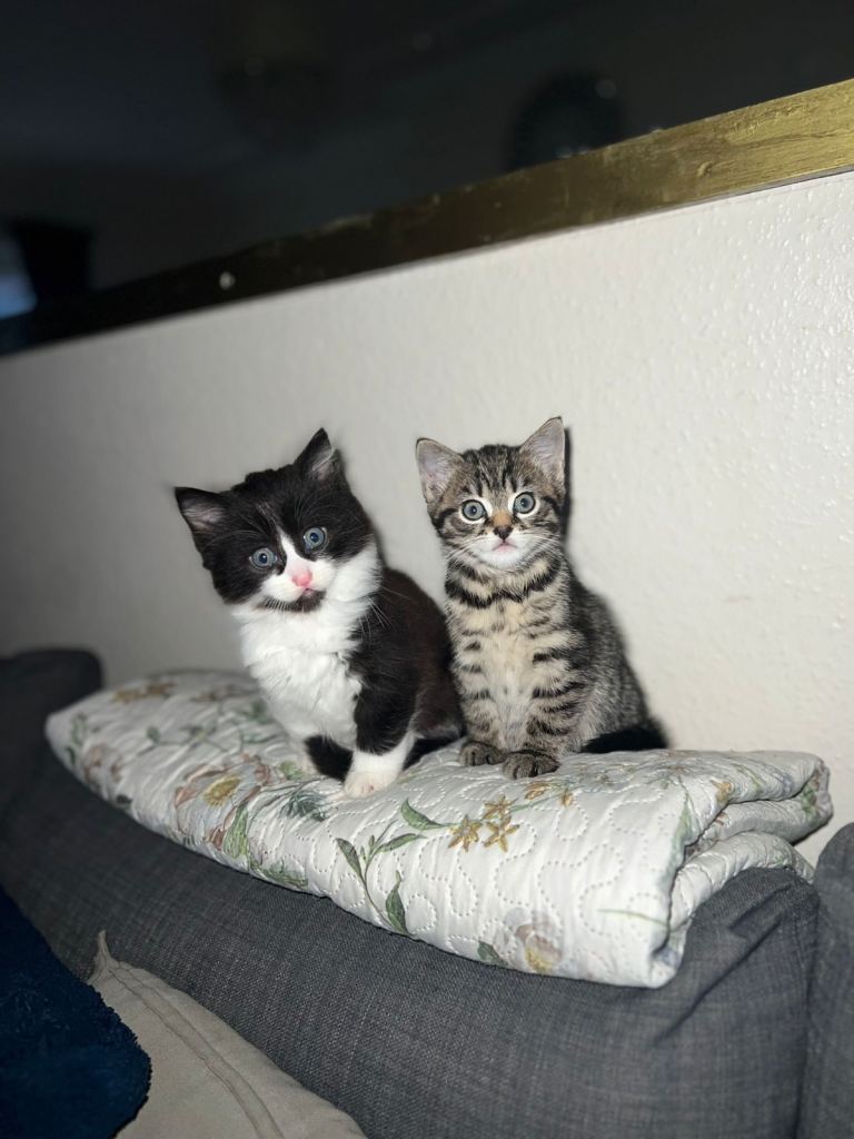 2 Kittens for Sale