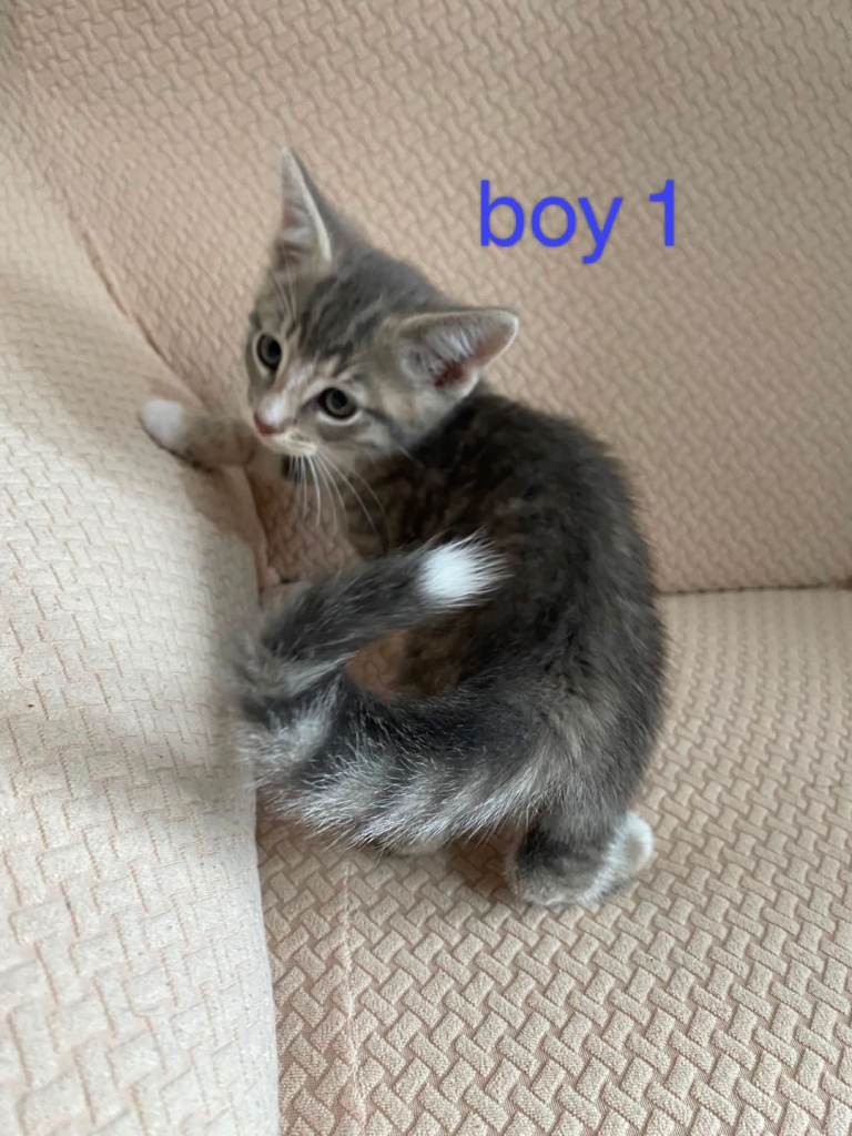 Kitten two boy's 